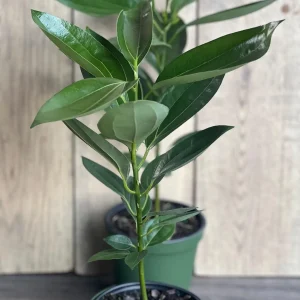 Cinnamon Tree Live Plant – Cinnamomum verum – 6 inch Pot – Indoor/Outdoor - Image 10