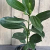 Cinnamon Tree Live Plant – Cinnamomum verum – 6 inch Pot – Indoor/Outdoor - Image 1