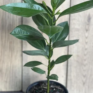 Cinnamon Tree Live Plant – Cinnamomum verum – 6 inch Pot – Indoor/Outdoor - Image 3