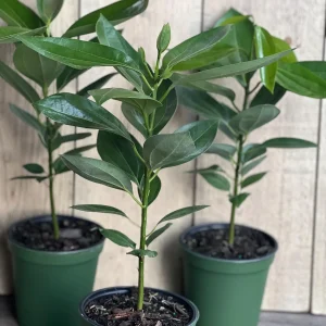 Cinnamon Tree Live Plant – Cinnamomum verum – 6 inch Pot – Indoor/Outdoor - Image 4