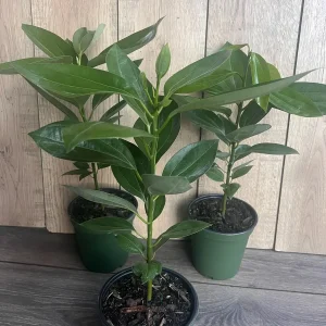 Cinnamon Tree Live Plant – Cinnamomum verum – 6 inch Pot – Indoor/Outdoor - Image 5