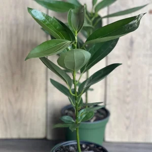 Cinnamon Tree Live Plant – Cinnamomum verum – 6 inch Pot – Indoor/Outdoor - Image 6