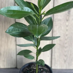 Cinnamon Tree Live Plant – Cinnamomum verum – 6 inch Pot – Indoor/Outdoor - Image 7