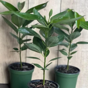 Cinnamon Tree Live Plant – Cinnamomum verum – 6 inch Pot – Indoor/Outdoor - Image 9