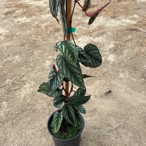 Cissus Discolor Live Plant – 1-2 ft Tall Rex Begonia Vine in 6” Pot - Image 2