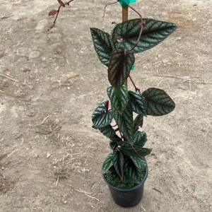 Cissus Discolor Live Plant – 1-2 ft Tall Rex Begonia Vine in 6” Pot - Image 3