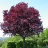 Cistena Plum Bare-root Plant - Purple Sand Cherry - Live Plant - Ornamental Shrub - Image 1