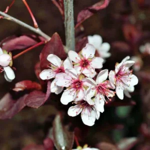 Cistena Plum Bare-root Plant - Purple Sand Cherry - Live Plant - Ornamental Shrub - Image 2