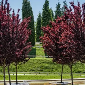 Cistena Plum Bare-root Plant - Purple Sand Cherry - Live Plant - Ornamental Shrub - Image 3