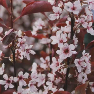 Cistena Plum Bare-root Plant - Purple Sand Cherry - Live Plant - Ornamental Shrub - Image 4