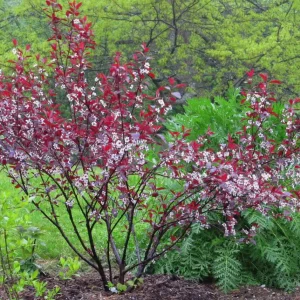 Cistena Plum Bare-root Plant - Purple Sand Cherry - Live Plant - Ornamental Shrub - Image 5