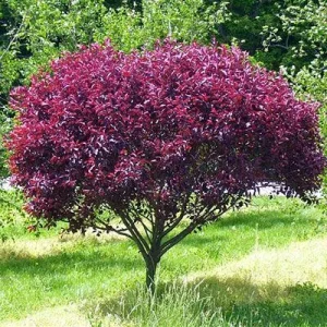 Cistena Plum Bare-root Plant - Purple Sand Cherry - Live Plant - Ornamental Shrub - Image 6