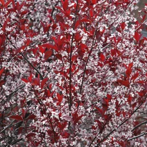 Cistena Plum Bare-root Plant - Purple Sand Cherry - Live Plant - Ornamental Shrub - Image 7