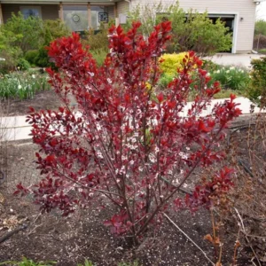 Cistena Plum Live Plant – Quart Pot – Ornamental Purple Foliage Shrub - Image 2