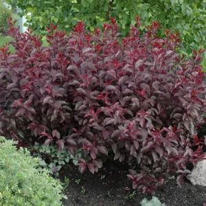Cistena Plum Live Plant – Quart Pot – Ornamental Purple Foliage Shrub - Image 3