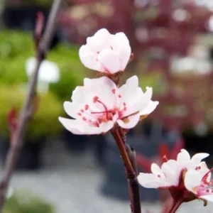 Cistena Plum Live Plant – Quart Pot – Ornamental Purple Foliage Shrub - Image 5