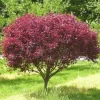 Cistena Plum Live Plant – Quart Pot – Ornamental Purple Foliage Shrub - Image 1