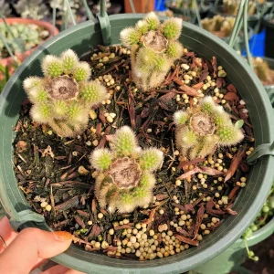 Cleistocactus winteri Golden Rat Tail Cactus Live Plant - Succulent - Image 10