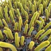 Cleistocactus winteri Golden Rat Tail Cactus Live Plant - Succulent - Image 1