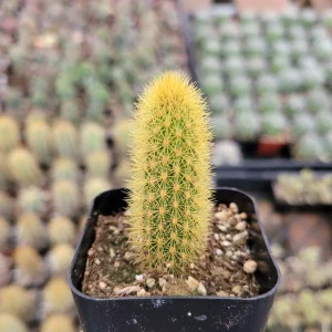 Cleistocactus winteri Golden Rat Tail Cactus Live Plant - Succulent - Image 2