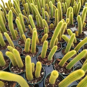 Cleistocactus winteri Golden Rat Tail Cactus Live Plant - Succulent - Image 1