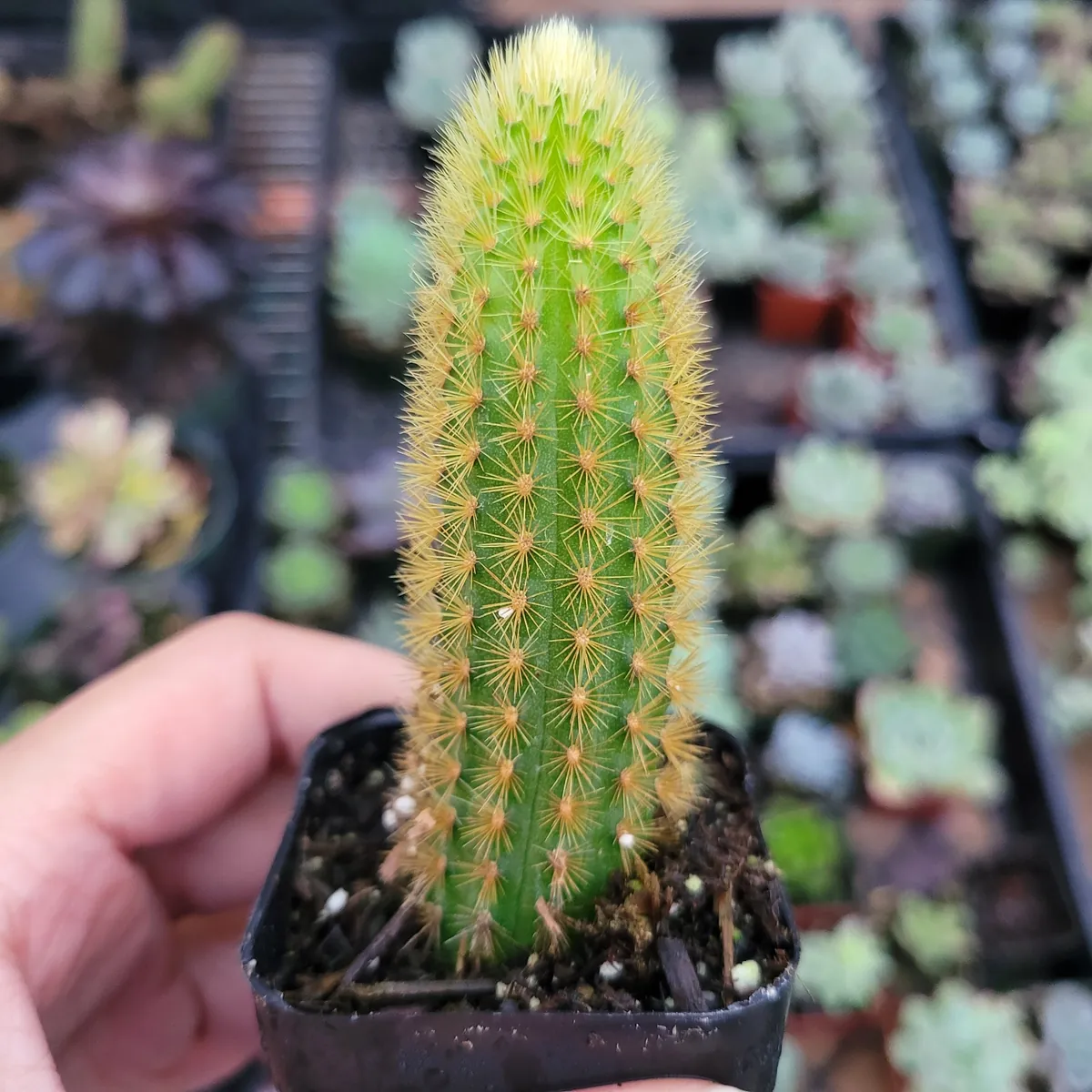 Cleistocactus winteri Golden Rat Tail Cactus Live Plant - Succulent - Image 4
