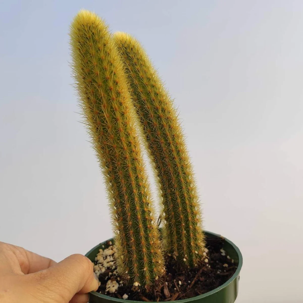 Cleistocactus winteri Golden Rat Tail Cactus Live Plant - Succulent - Image 9