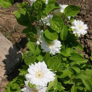 Clematis Duchess of Edinburgh - Double White Flowers - Live Plant - 2.5