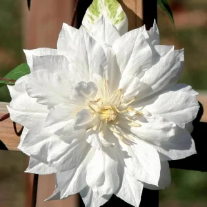 Clematis Duchess of Edinburgh - Double White Flowers - Live Plant - 2.5
