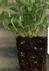 Clematis Guernsey Flute Vine Perennial - Live Plant with White Flowers - 2.5