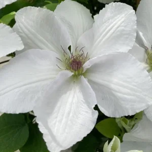 Clematis Guernsey Flute Vine Perennial - Live Plant with White Flowers - 2.5