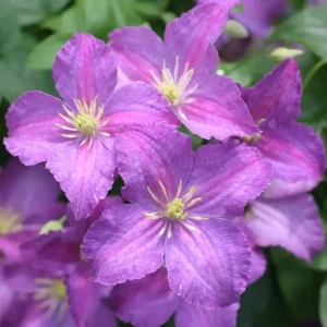 Clematis Jackmanii Hybrid Live Plant - Light Purple Flowers - 4 inch Pot - Outdoor Vine - Image 3