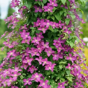 Clematis Jackmanii Hybrid Live Plant - Light Purple Flowers - 4 inch Pot - Outdoor Vine - Image 1
