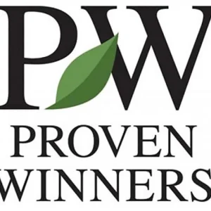 Clematis Jackmanii Hybrid Live Plant - Light Purple Flowers - 4 inch Pot - Outdoor Vine - Image 4