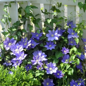 Clematis Vine H.F. Young Live Plant – Wedgewood Blue Flowers – 2.5