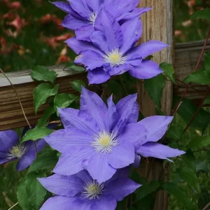 Clematis Vine H.F. Young Live Plant – Wedgewood Blue Flowers – 2.5