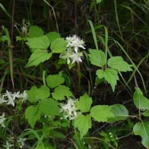 Clematis virginiana Live Plant – Fall Blooming Love Vine – 2.5 inch Pot – Outdoor - Image 3