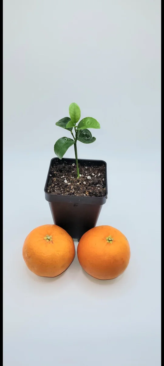 Clementine Mandarin Orange Live Plant – Seedling – 3-5 Inches Tall – Indoor/Outdoor - Image 2