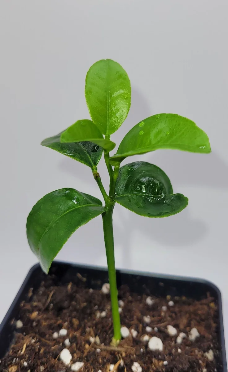 Clementine Mandarin Orange Live Plant – Seedling – 3-5 Inches Tall – Indoor/Outdoor - Image 3
