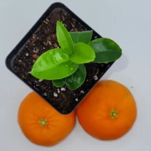 Clementine Mandarin Orange Live Plant – Seedling – 3-5 Inches Tall – Indoor/Outdoor - Image 1