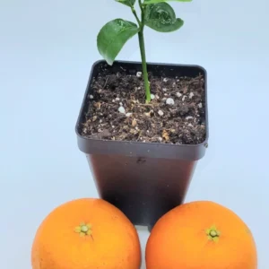 Clementine Mandarin Orange Live Plant – Seedling – 3-5 Inches Tall – Indoor/Outdoor - Image 4