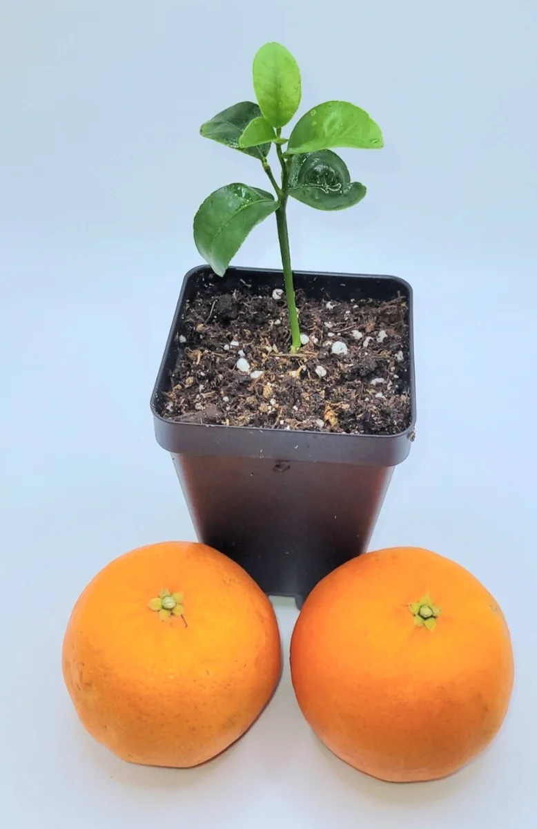 Clementine Mandarin Orange Live Plant – Seedling – 3-5 Inches Tall – Indoor/Outdoor - Image 4