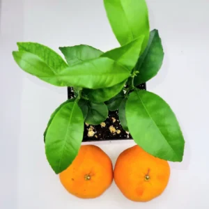 Clementine Mandarin Orange Seedlings - Live Plant, 2-Pack, 3-5 inches Tall - Indoor/Outdoor Fruit Tree - Image 2