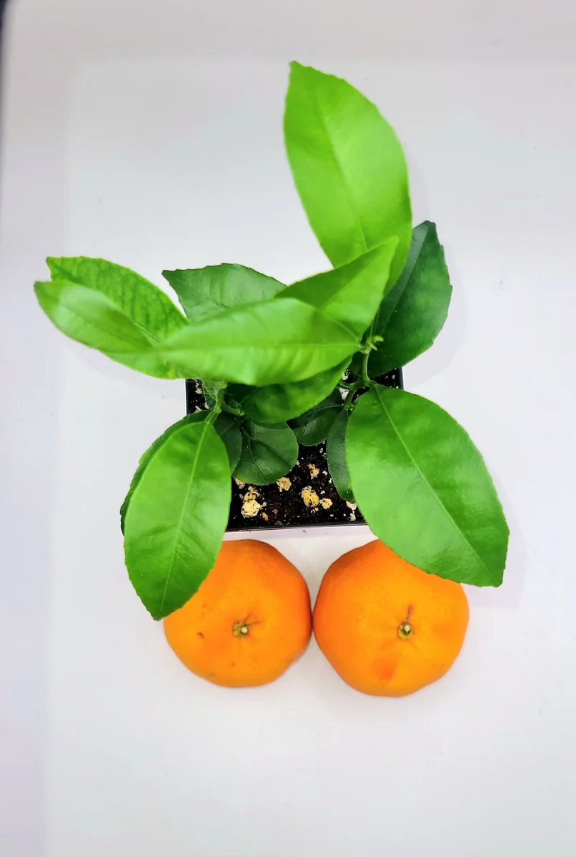 Clementine Mandarin Orange Seedlings - Live Plant, 2-Pack, 3-5 inches Tall - Indoor/Outdoor Fruit Tree - Image 2