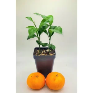 Clementine Mandarin Orange Seedlings - Live Plant, 2-Pack, 3-5 inches Tall - Indoor/Outdoor Fruit Tree - Image 1