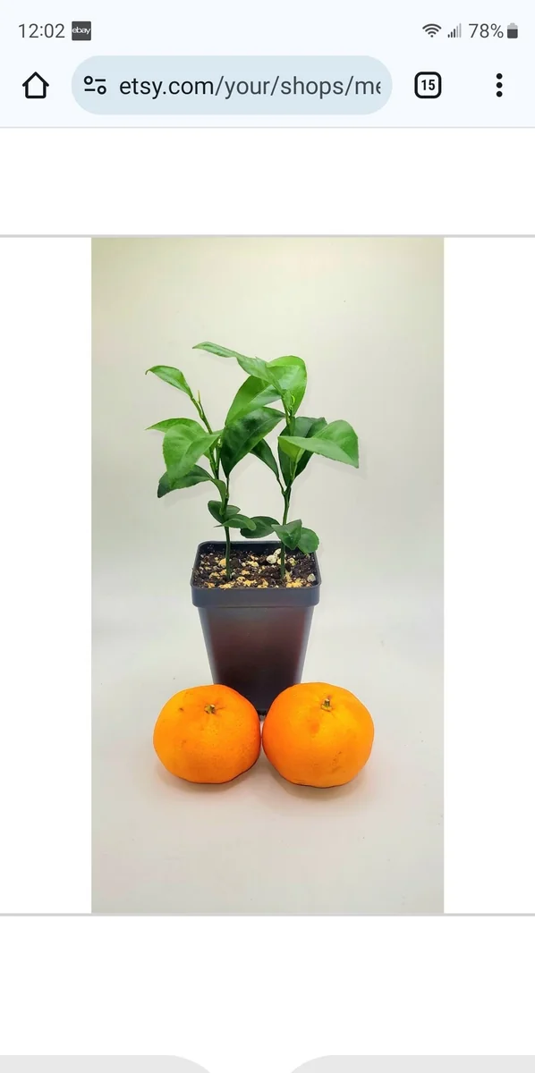 Clementine Mandarin Orange Seedlings - Live Plant, 2-Pack, 3-5 inches Tall - Indoor/Outdoor Fruit Tree - Image 1
