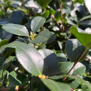 Cleopatra Camellia Live Plant – Fragrant Blooming Shrub – 1-2 ft Tall – 1 Gallon Pot - Image 2