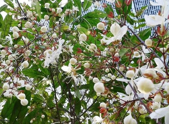 Clerodendrum Schmidtii Live Plant - Chains of Glory - White Cascading Flowers - 2-3 ft Tall - Ships in 3 Gallon Pot - Image 1