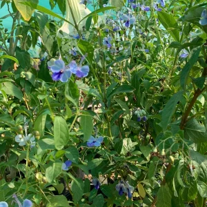 Clerodendrum Ugandense 'Blue Butterfly Bush' Live Plant – 1-2 ft – Ships in 6