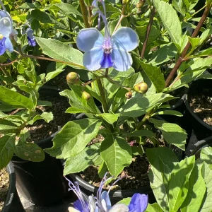 Clerodendrum Ugandense Live Plant - Pale Blue Flowers, 1ft Tall, 6